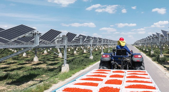 Naperőmű-farmmal élesztették újjá a sivatagi élővilágot és a goji bogyó-termesztést
    A Huawei 13 ezer inverterével működő naperőmű intelligensen követi a nap mozgását