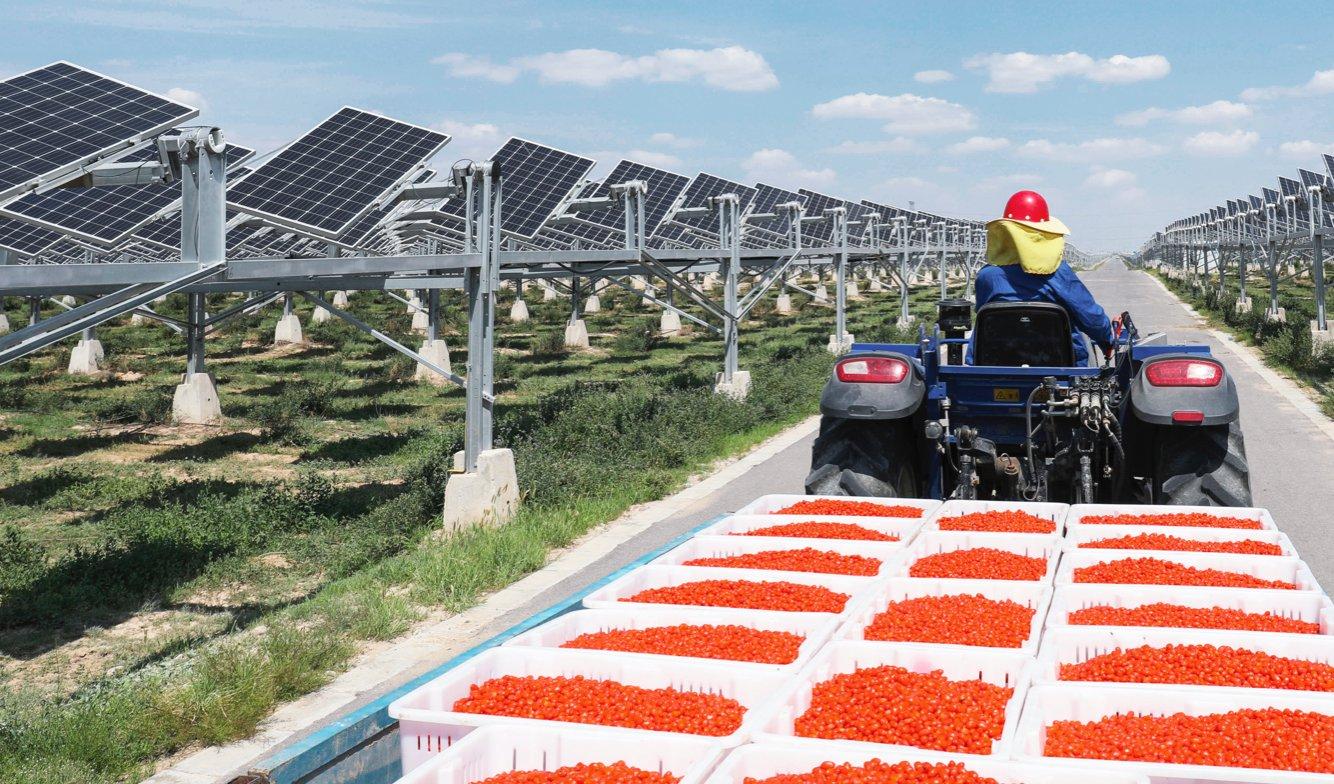 640MW Agri-PV Plant of Baofeng Group