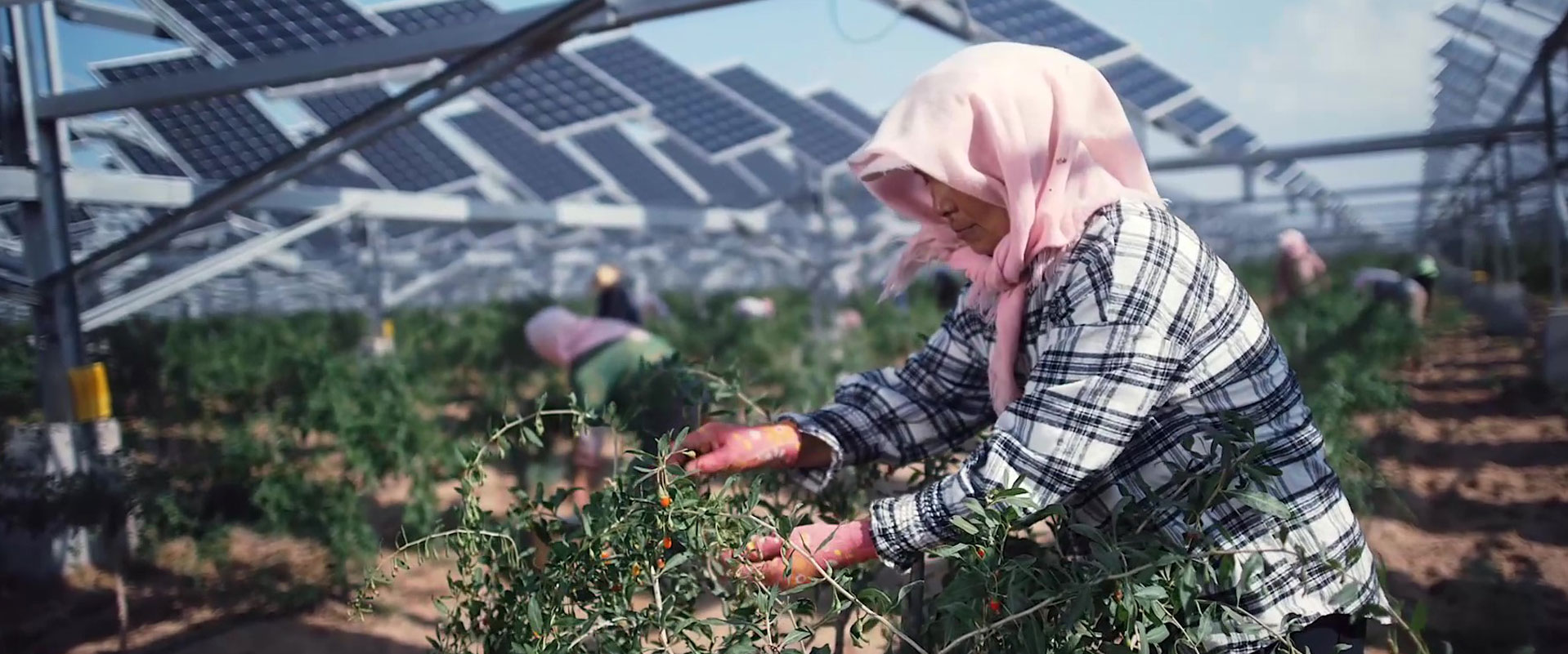 人与自然和谐共生