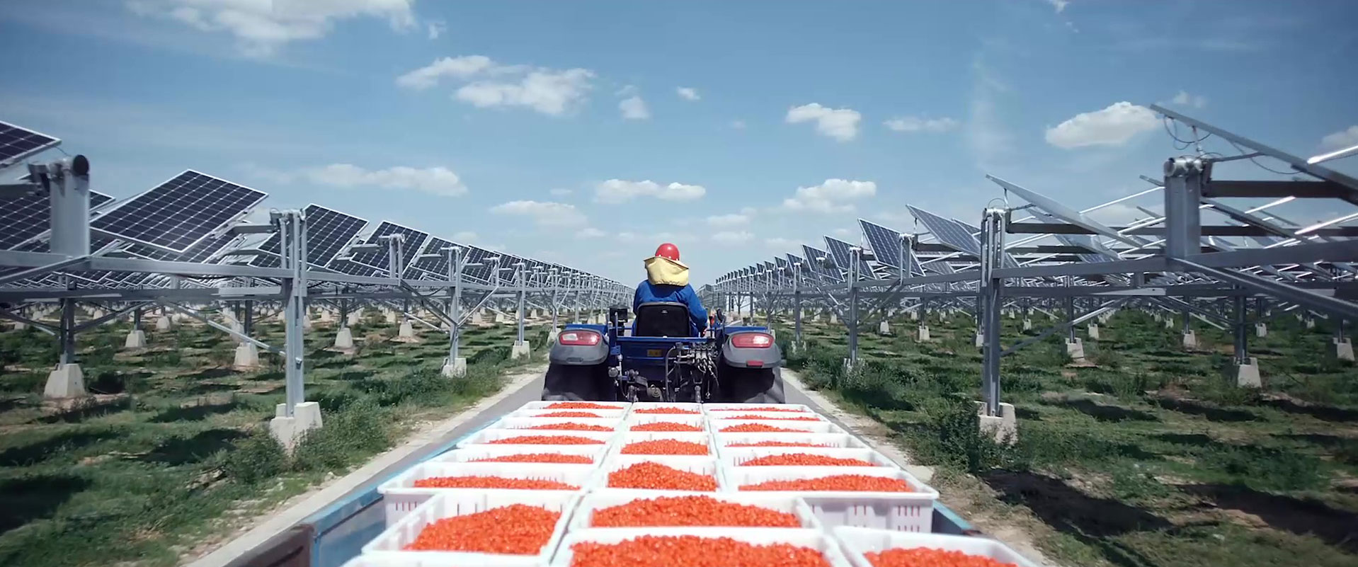 全球最大的农光互补光伏电站