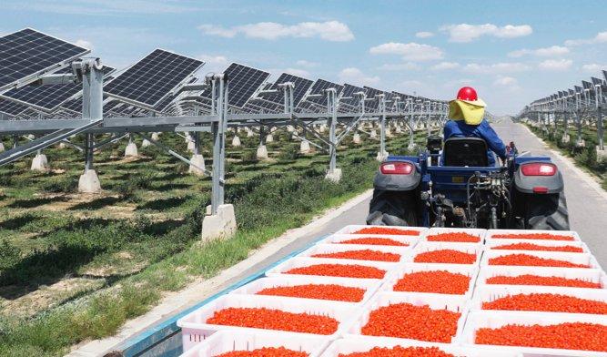 640MW Agri-PV Plant of Baofeng Group