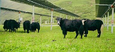 Harmonize Solar Power and Animal Husbandry